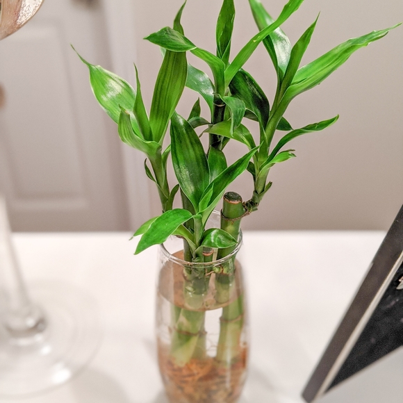 Live Lucky Bamboo Home Easy Grow Decor - Picture 10 of 12